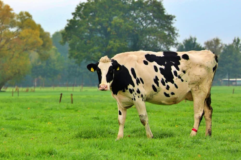 A grass-fed dairy cow in a pasture, representing the grass-fed cows that World's Best Supplements Bovine Colostrum 500mg capsules are sourced from.