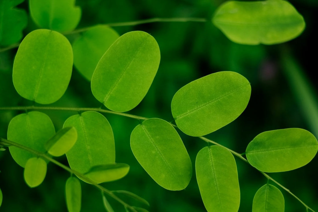 Moringa Leaf