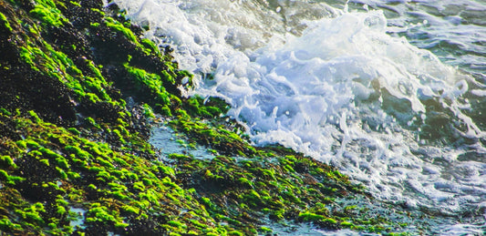 Why is Irish Sea Moss a Popular Dietary Supplement?